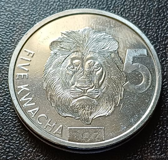 Замбия 5 квач, 2024