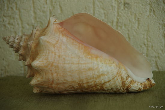 Раковина морская ( 14 см х 22 см )
