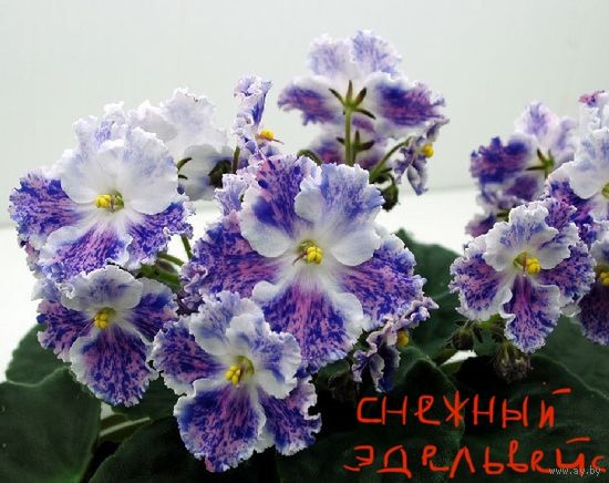 Фиалка АЕ- Снежный эдельвейс ( свежесрезанный лист)