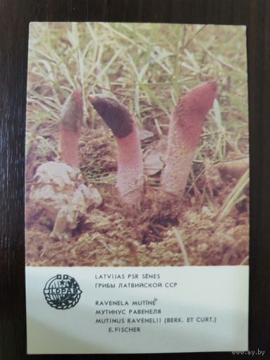 Календарик Прибалтика Мутинус