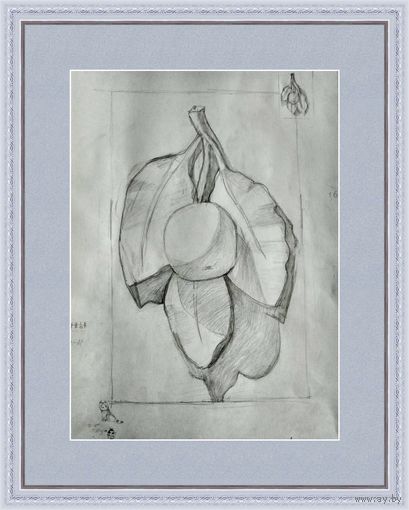 Рисунок Розетка Яблоня