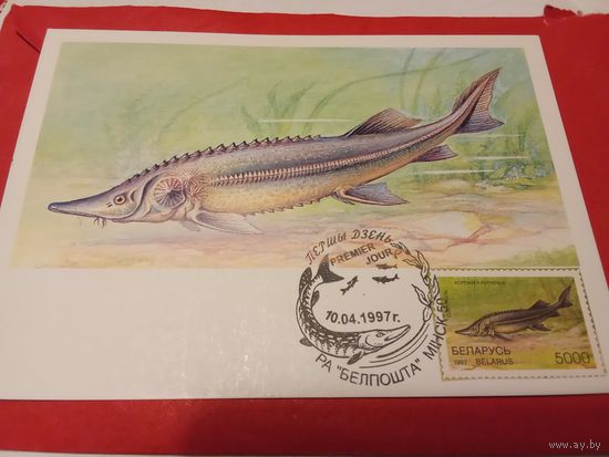 Картмаксимум. Рыбы. 1997г.