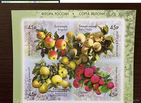 РОССИЯ 2019 2456-2459 Флора России Продолжение серии Сорта яблони ** КВАРТБЛОК С ПОЛЯМИ!!! Яблоки