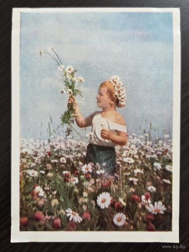 Гаранин Ромашки 1959 чистая открытка СССР