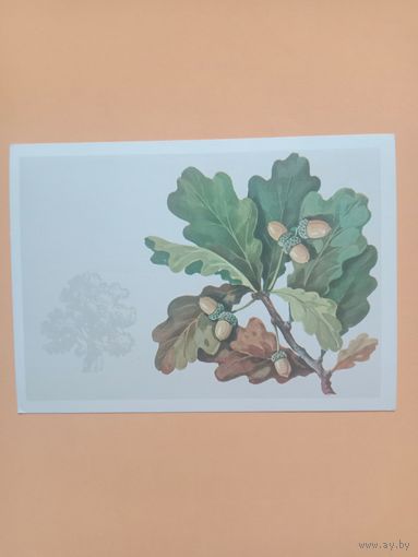 Открытка Куртенко,1979