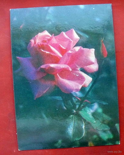 Роза. Подписанная. 1979 года. Минтис. 410.