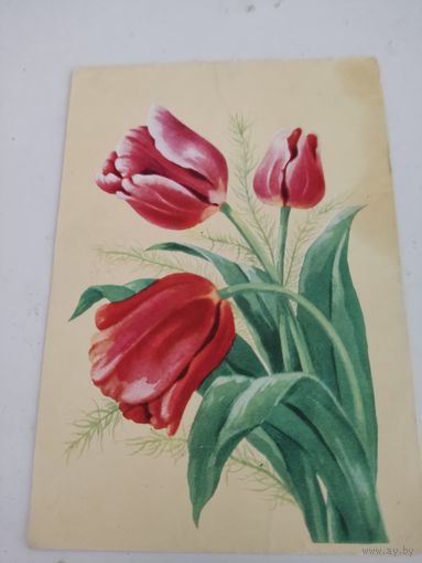Почтовая карточка "Тюльпаны" 1962г, художник В.Зеленов