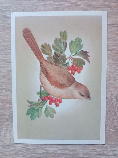 Сущенко 1981 не подписана