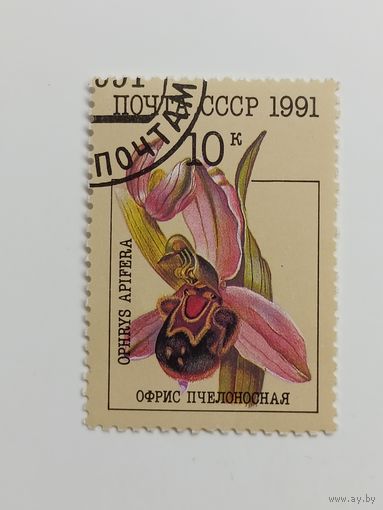 1991 СССР. Орхидеи. Офрис пчелоносная