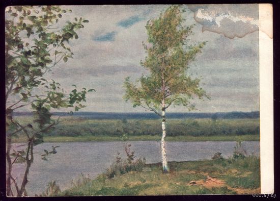 1955 год Н.Соколов Молодая берёза