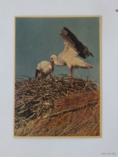 Белыя буслы 1950-е  10х15 см  открытка БССР