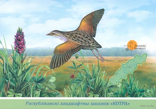 Беларусь 2022 ландшафтный заказник "Котра" фауна птицы