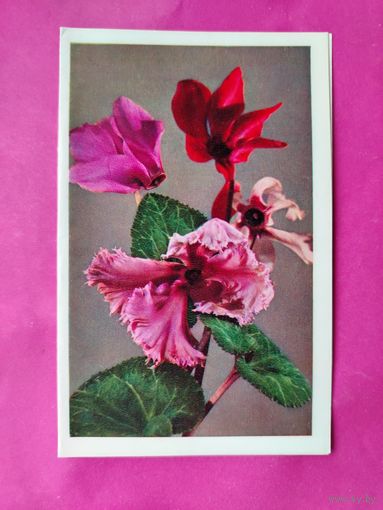 Поздравляю! Чистая. Двойная. 1973 года. Фото Кассина. 2105.