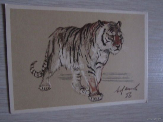 Лаптев А. Тигр.