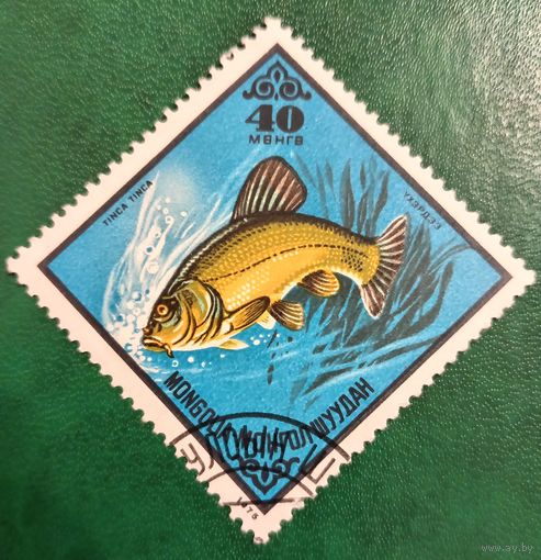 Монголия 1975. Фауна. Рыбы. Tinca Tinca