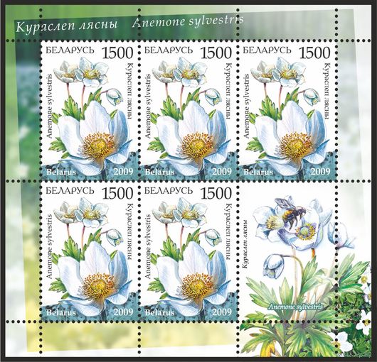 2009 БЕЛАРУСЬ коллекционная марка "Курослеп лесной"   MNH