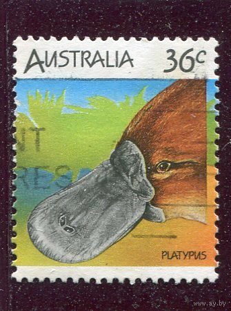 Австралия. Фауна. Утконос