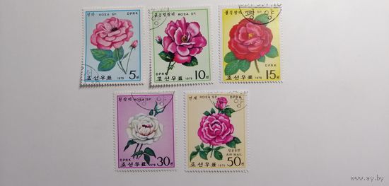 Корея 1979. Розы