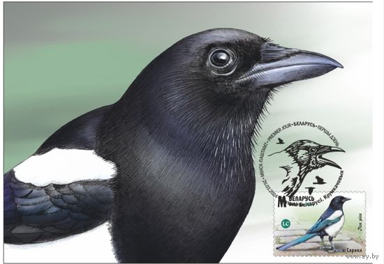 Картмаксимум "Птицы Беларуси. Врановые. Сорока"