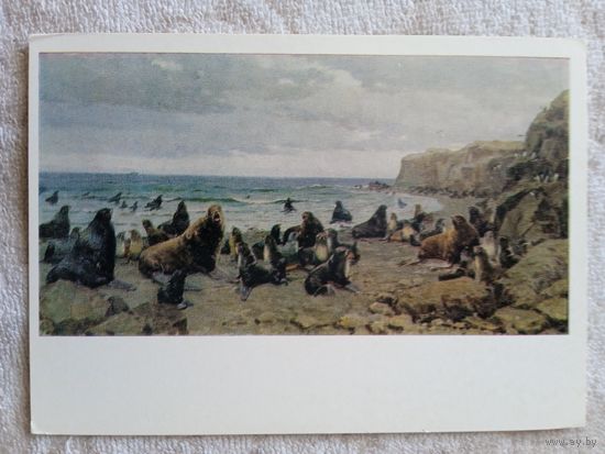 Шахназаров. Котиковый пляж