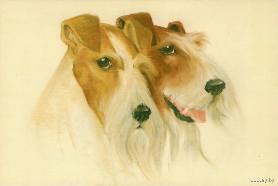 Открытка "Собаки"