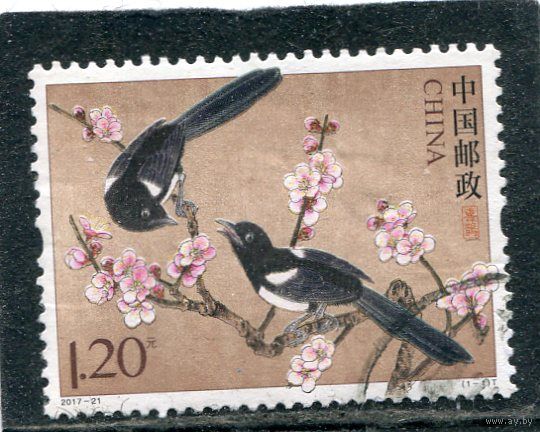 Китай. Фауна. Сороки