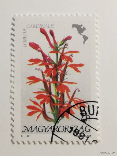 Венгрия 1991. Цветы Америки