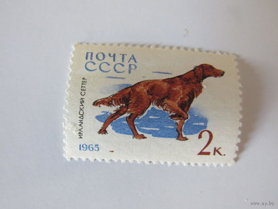 1965. Ирландский сеттер.