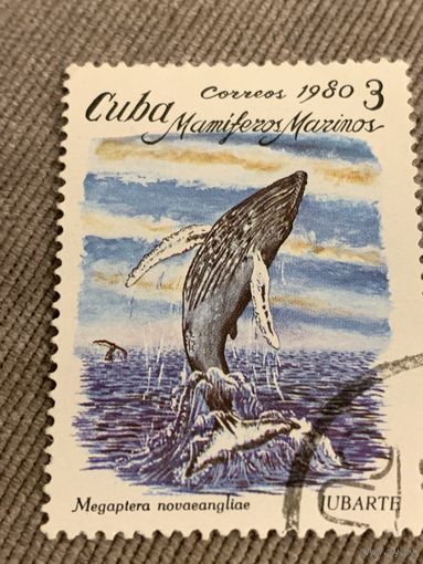 Куба 1980. Киты. Megaptera novaeangliae. Марка из серии