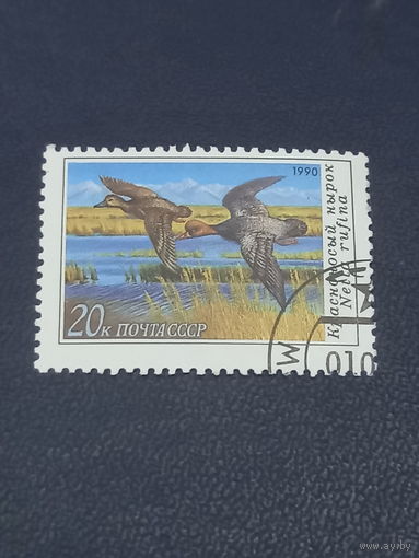 СССР 1990г. Красноносый нырок.