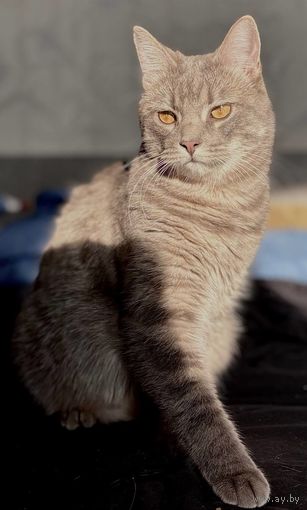 Кастрированный кот в дар