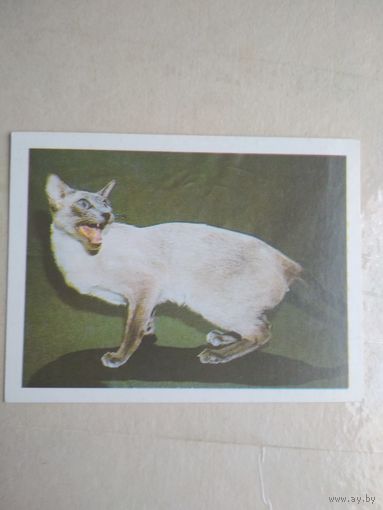 Карманный календарик. Кошки . 1996 год