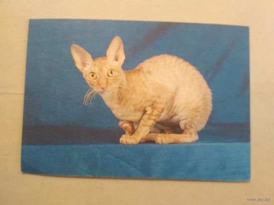 Карманный календарик. Кошки . 1996 год