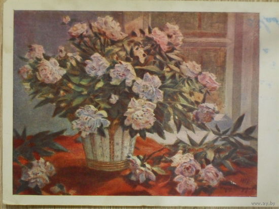ЧИСТАЯ ОТКРЫТКА  СССР. ПЕОНЫ. худ. Ф.А. МОДОРОВ.1960 год.