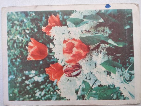 Открытка,почтовая карточка, 1965 г.,подписана