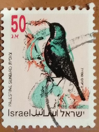 Израиль. Фауна. Птицы. Palestine Sunbird