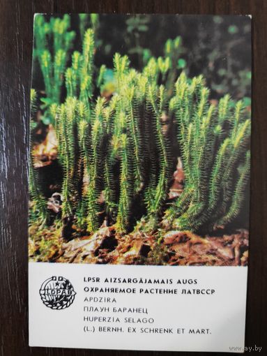 Календарик Прибалтика Плаун