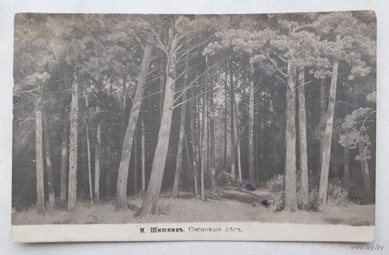 Российская Империя до 1917г. ПК(Открытое письмо)  Шишкин. Сосновый лес. Чистая