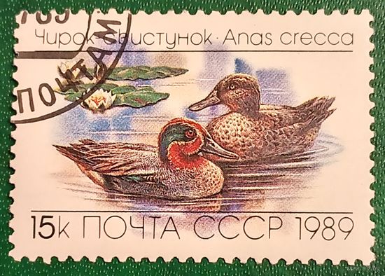 СССР 1989. Фауна. Чирок