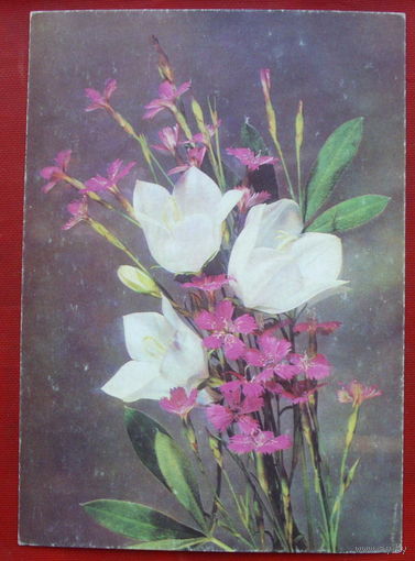Цветы. Чистая. 1978 года. Фото Дергилева. *14.