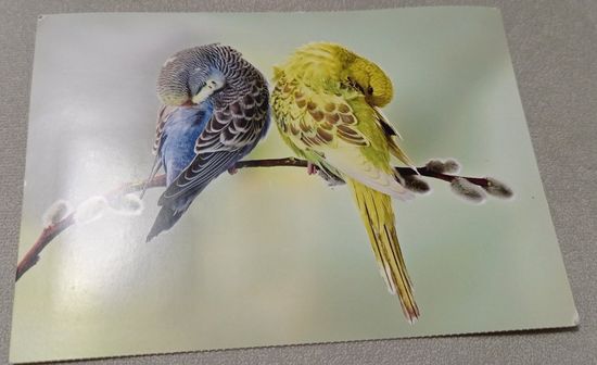 Посткроссинг. Открытка из Германии: волнистые попугайчики (11х16).  Прошла почту. Художественные марки, чёткий штемпель.