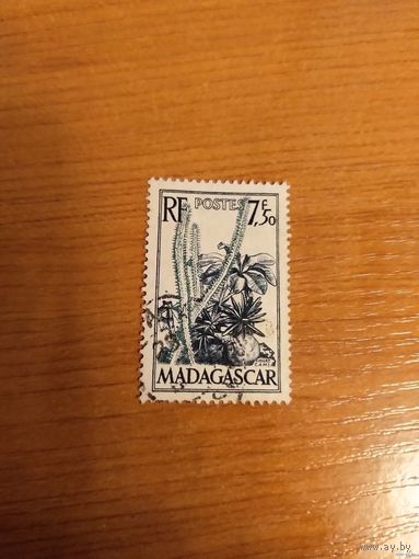 Французская колония Мадагаскар флора кактус (2-1)