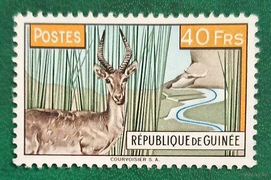 Гвинея 1961. Фауна. Водяной козел
