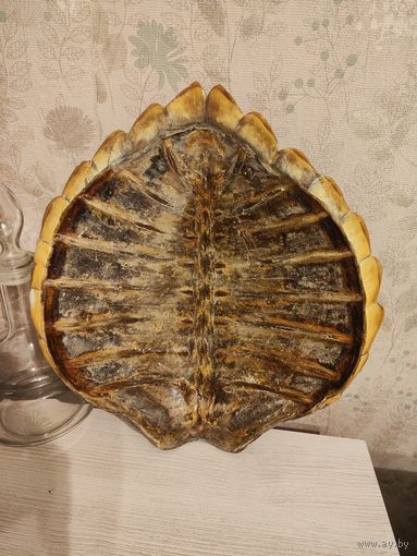 Панцирь морской черепахи.