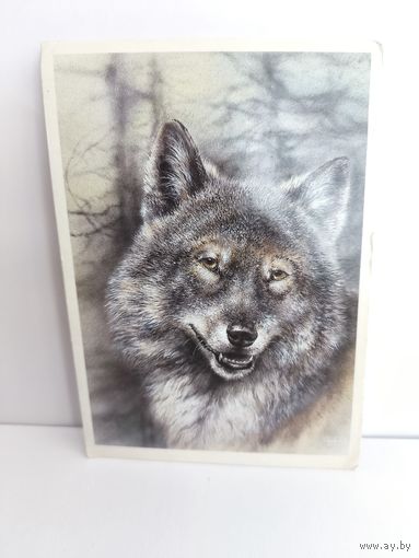 Открытка чистая, 1989г. Волк. Художник А. Исаков. 14
