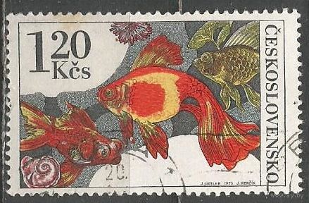 Чехословакия. Золотая рыбка. 1975г. Mi#2262.