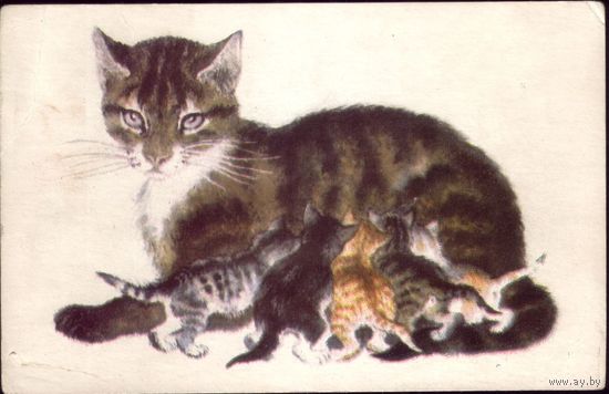 1970 год В.Лебедев Котята
