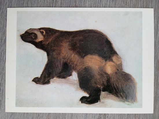 Ватагин. Росомаха