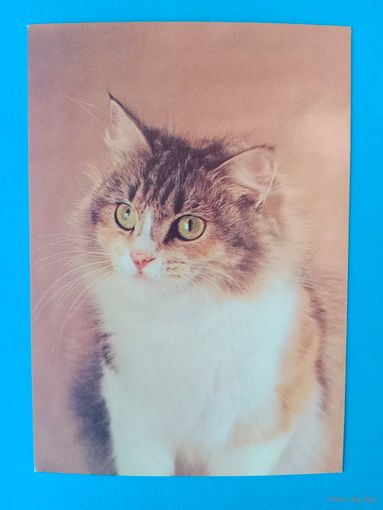 Открытка 1989