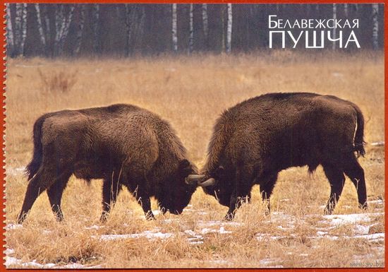 Беларусь 2009 Беловежская пуща фауна зубры поединок из буклета /прошла почту /